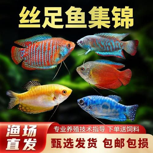 藍黃龍魚圖片及價格