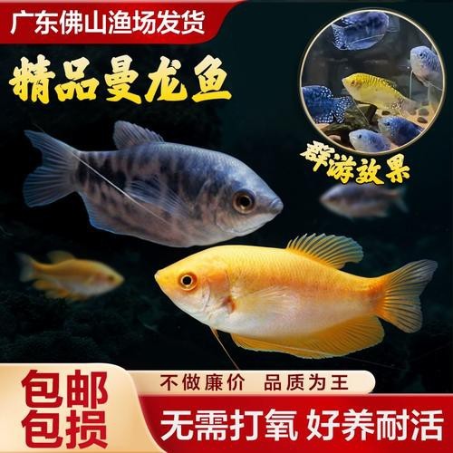 藍黃龍魚圖片及價格