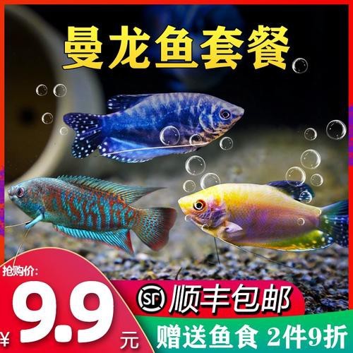 藍黃龍魚圖片及價格