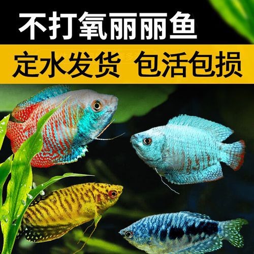 藍黃龍魚圖片及價格