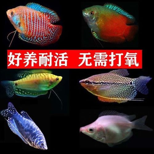 藍黃龍魚圖片及價格