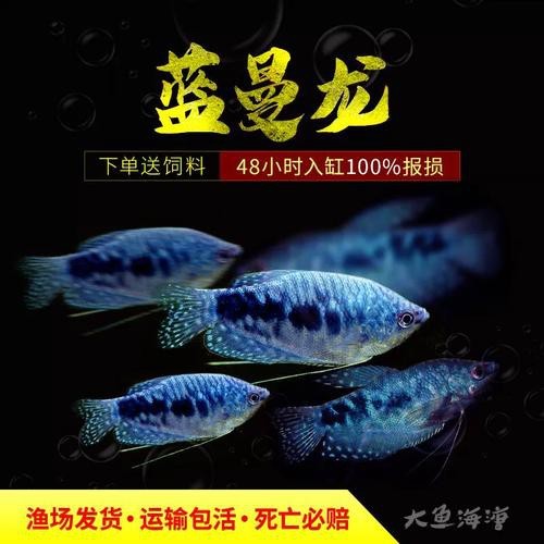 藍黃龍魚圖片及價格