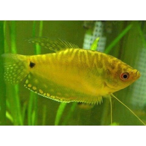 藍黃龍魚圖片及價格