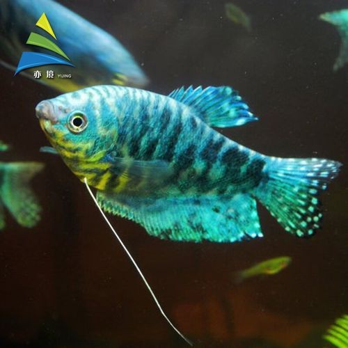 藍黃龍魚圖片及價格
