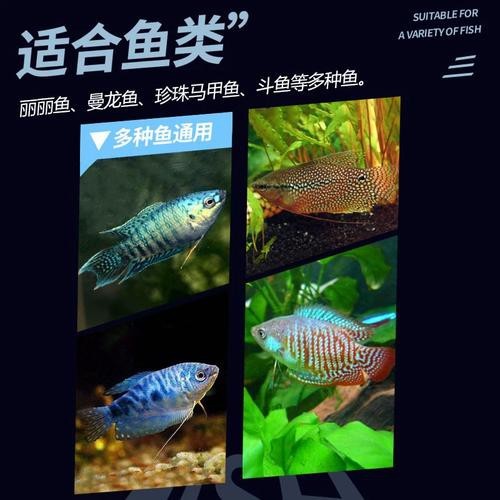 藍黃龍魚圖片及價格