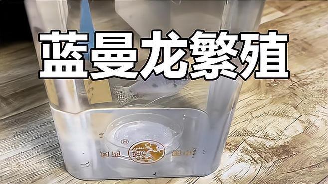 藍黃龍魚圖片及價格