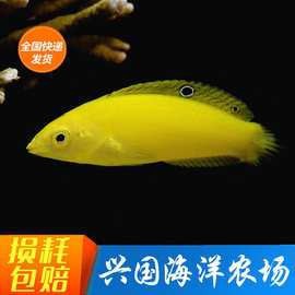 藍黃龍魚圖片及價格