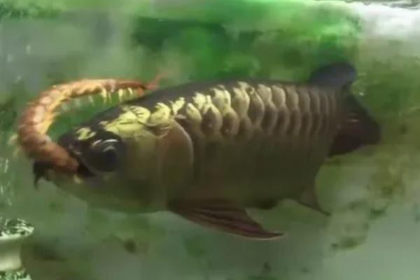 金龍魚上色最好的食物是什么 金龍魚上色最好的食物是什么 龍魚論壇 第2張