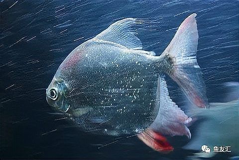 十大銀板魚品種