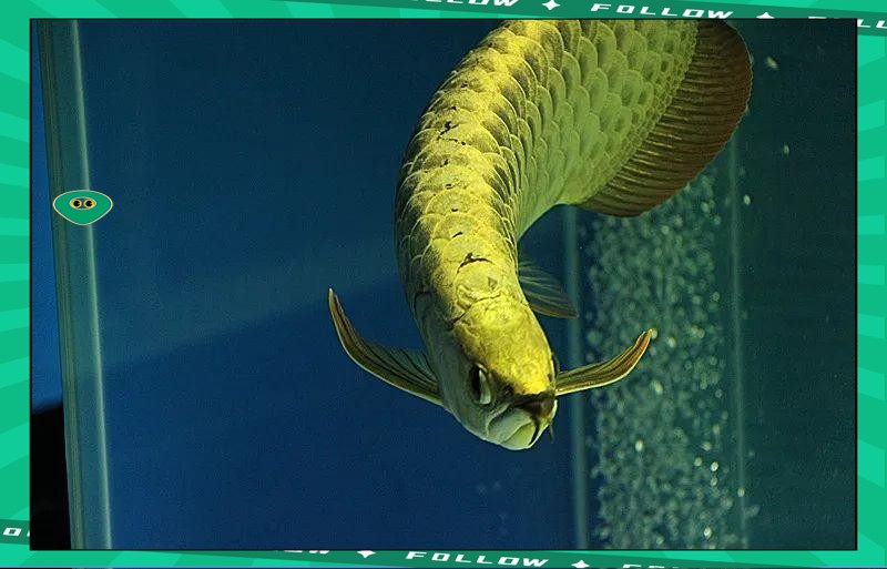 給我更多關(guān)于金龍魚24K金的信息