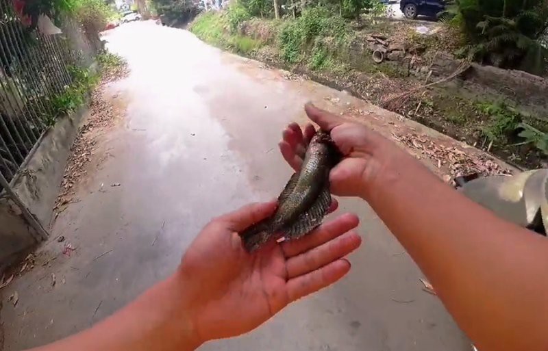 廣東哪里有雷龍魚