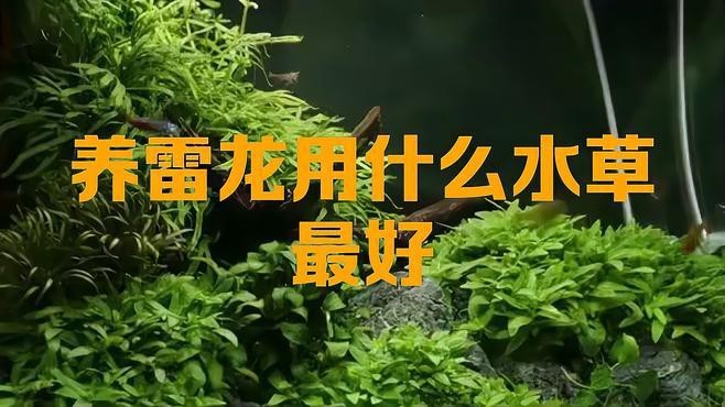 龍魚缸放什么水草最好