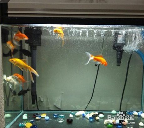 彩蝶龍魚缸如何換燈泡 彩蝶龍魚缸如何換燈泡 龍魚百科 第2張