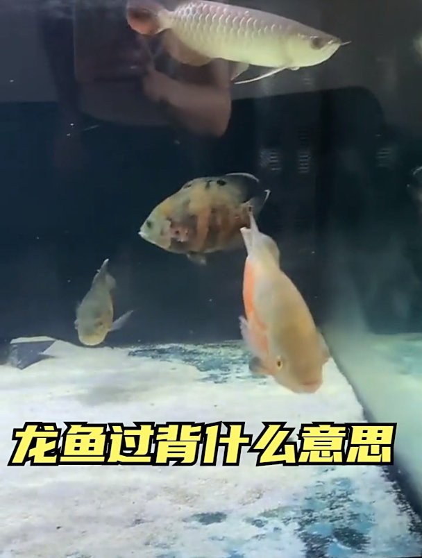 如何判斷龍魚弓背是否嚴(yán)重？