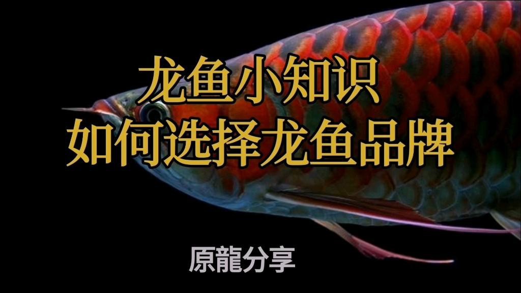 還有哪些龍魚供應鏈品牌？