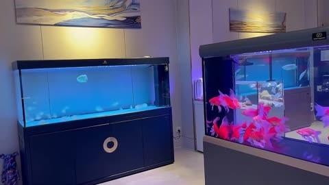 還有哪些龍魚(yú)供應(yīng)鏈品牌？