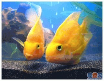 黃色的銀龍魚是什么魚（黃色的銀龍魚是什么魚圖片） 黃色的銀龍魚是什么魚（黃色的銀龍魚是什么魚圖片） 銀龍魚百科
