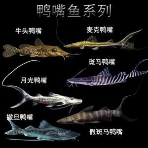 斑馬鴨嘴魚和龍魚混養(yǎng)好不好看圖片大全