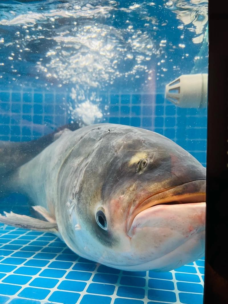 斑馬鴨嘴魚和龍魚混養(yǎng)好不好看圖片大全