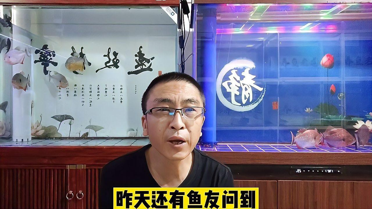斑馬鴨嘴魚和龍魚混養(yǎng)好不好看圖片大全