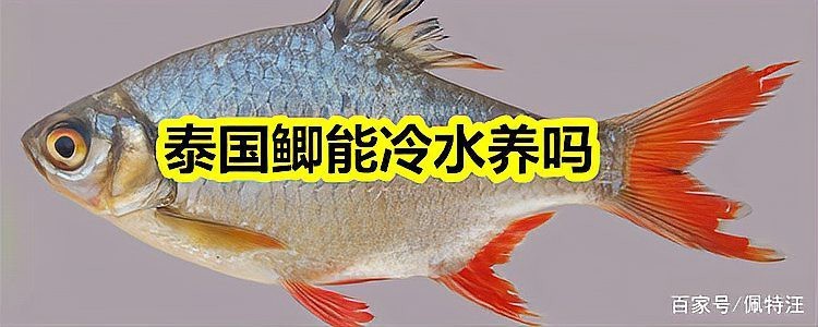 雙線鯽魚能長多大