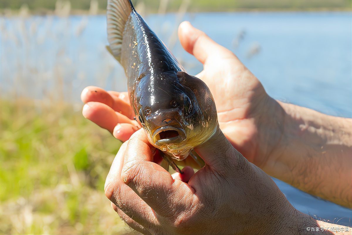 雙線鯽魚能長多大