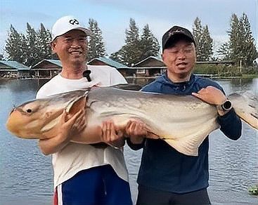 雙線鯽魚能長多大
