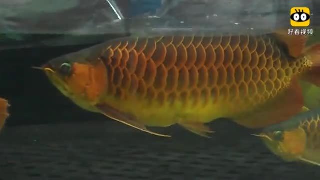 最大的紅龍魚視頻在線觀看