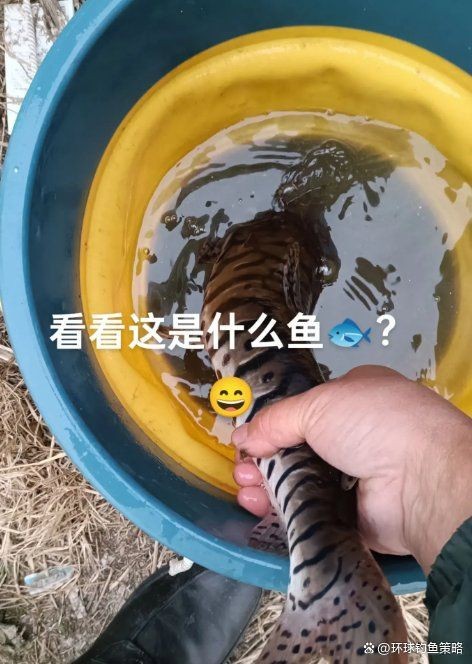 虎紋鴨嘴魚還叫什么魚