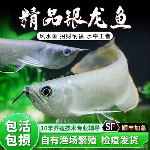 黃化金龍魚圖片欣賞
