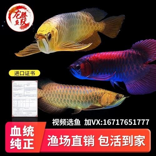 黃化金龍魚圖片欣賞