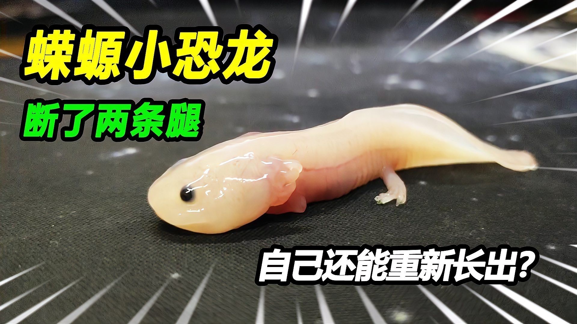 小火龍蠑螈可以長多大？ 小火龍蠑螈可以長多大？ 龍魚百科 第1張