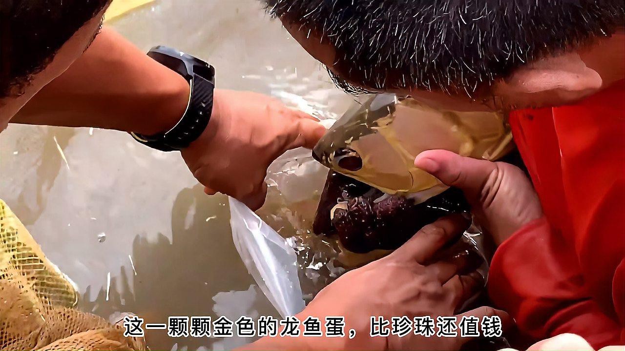 麗江龍魚(yú)的卵長(zhǎng)什么樣