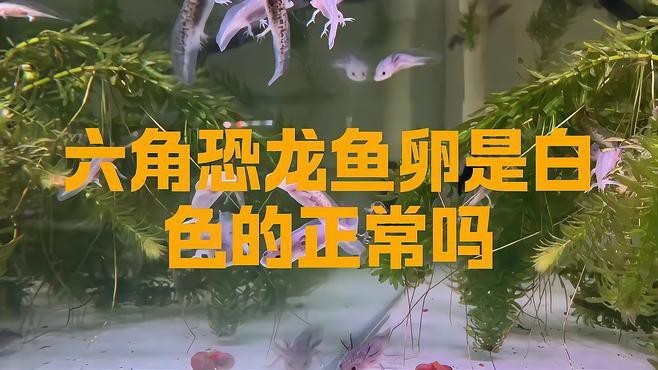 麗江龍魚的卵長什么樣
