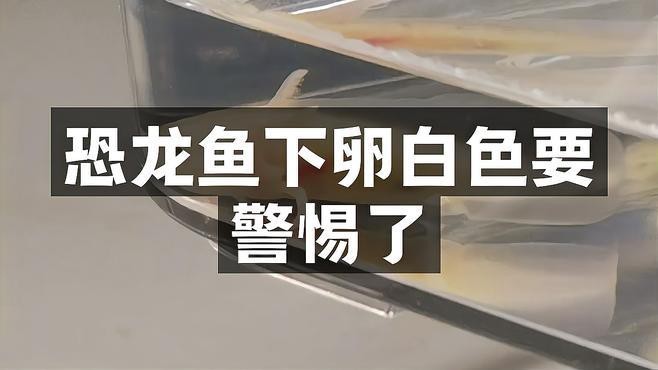 麗江龍魚(yú)的卵長(zhǎng)什么樣
