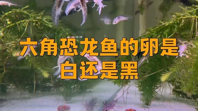 麗江龍魚的卵長什么樣