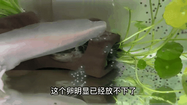 麗江龍魚(yú)的卵長(zhǎng)什么樣