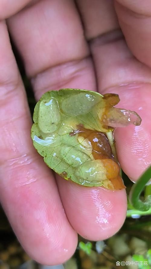 麗江龍魚(yú)的卵長(zhǎng)什么樣