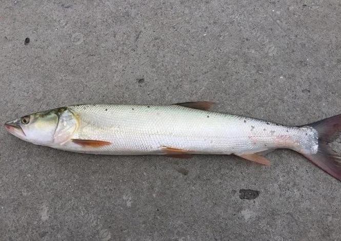 淡水老虎魚圖片