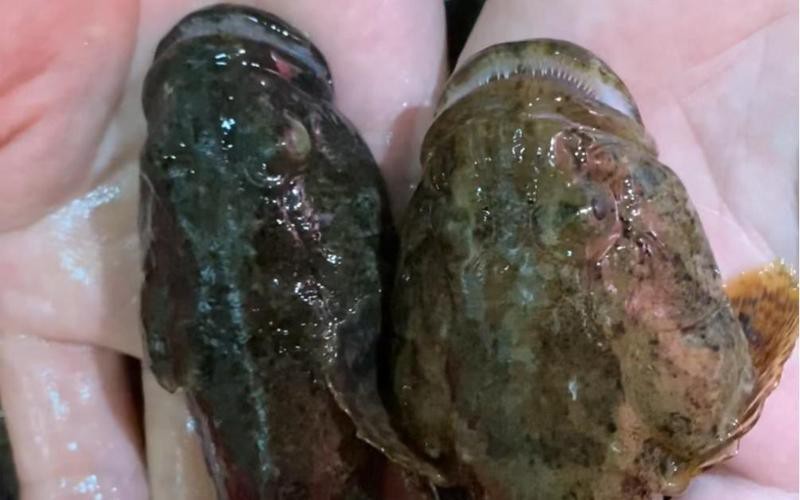 淡水老虎魚圖片