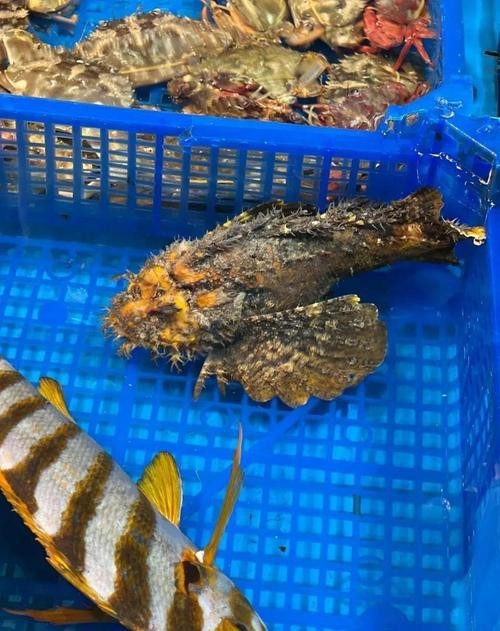 淡水老虎魚圖片