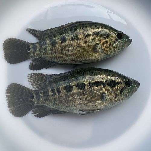 淡水老虎魚圖片