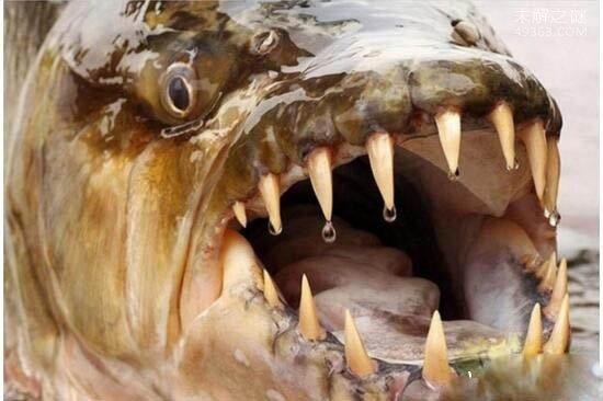 淡水老虎魚圖片
