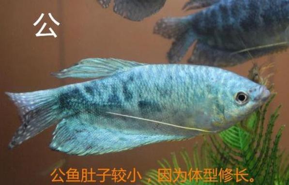 曼龍魚公母區(qū)分圖