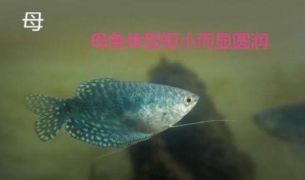 曼龍魚公母區(qū)分圖
