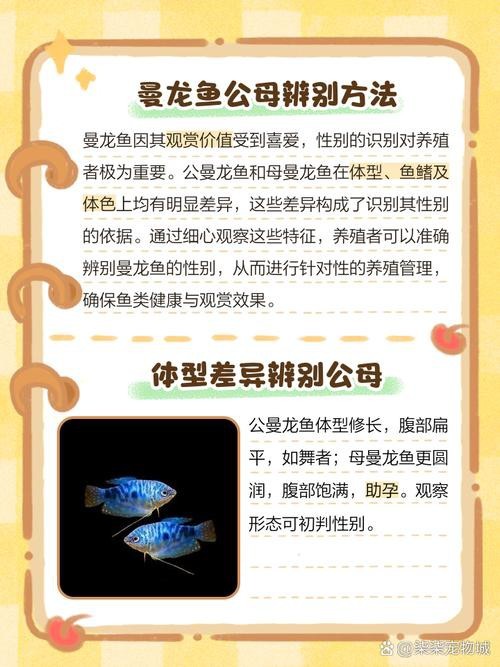 曼龍魚公母區分圖