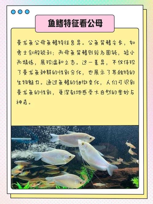 曼龍魚公母區分圖