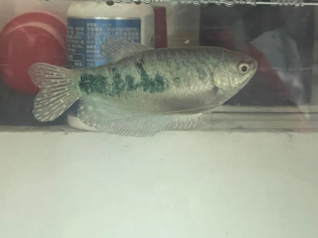 曼龍魚公母區分圖
