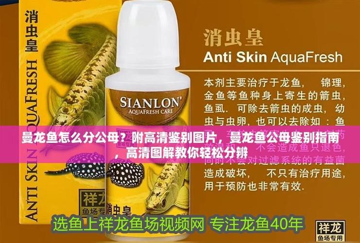曼龍魚公母區分圖