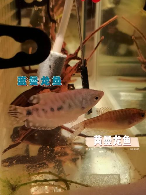 曼龍魚公母區分圖